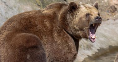 Stire din Eveniment : Șeful unui ocol silvic a fost sfâșiat de un urs. Animalul i-a terorizat pe localnici
