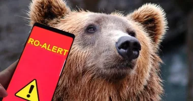 Stire din Eveniment : Urșii au invadat centrul unui oraș. Animale văzute la gară, Ro-Alert emis de mai multe ori