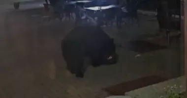 Imagini neobișnuite. Un urs s-a plimbat nestingherit printre mesele unui hotel