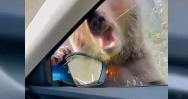 Stire din Eveniment : Un urs a atacat o maşină pe Transfăgărăşan. Ministrul mediului anunță că va lua măsuri