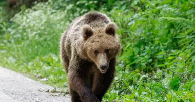 Alertă după apariția unui urs. A fost emis mesaj RO-Alert pentru populație