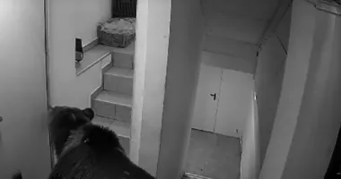 Final pentru ursul care a provocat panică într-un hotel. Animalul a fost împușcat