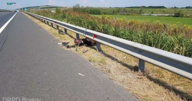 URS LOVIT MORTAL PE AUTOSTRADĂ