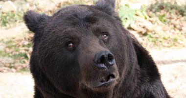 POVESTE CUTREMURĂTOARE! A murit Max, ursul din fața Castelului Peleș. A fost drogat cu bere, ochii i-au fost scoși cu boldul - 3