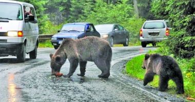 Stire din Social : Opriți pe Transfăgărășan să hrăniți urșii? Riscați să fiți amendați de două ori