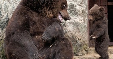 IMAGINI INEDITE / Cum își pedepsește o ursoaică puiul - 4