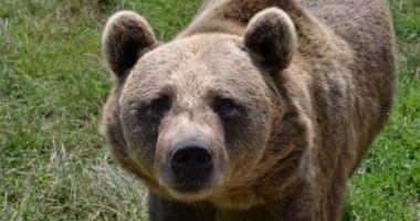 Stire din Eveniment : Ministerul Mediului a aprobat împușcarea a 140 de urși și anunță amenzi pentru cei care îi hrănesc