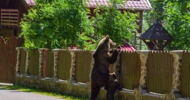 Stire din Social : Ministrul Mediului propune împușcarea urșilor care pun în pericol viața oamenilor