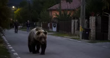 Stire din Eveniment : Oamenii trăiesc cu frica în sân. Urșii coboară tot mai des printre case