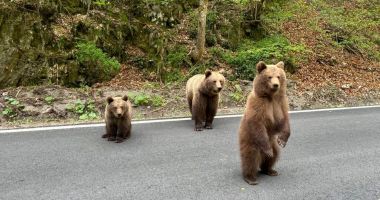 Stire din Social : Urșii de pe Transfăgărășan noua momeală a agențiilor de turism pentru turiștii străini