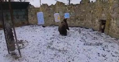 Stire din Actualitate : Urşii de la Grădina Zoologică din Mureş nu şi-au văzut umbra. Ce înseamnă asta în tradiţia populară
