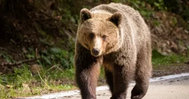 Stire din Actualitate : A vrut să fugă în România, dar a dat peste o ursoaică la graniță. S-a urcat într-un copac de frică