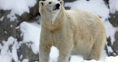 Stire din Actualitate : Ursul polar de la grădina zoologică din Chicago, afectat și el de gerul din SUA