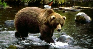 Autoritățile sanitare stabilesc astăzi dacă ursul împușcat este cel care a atacat trei oameni. Patrule de polițiști și jandarmi, încă în zonă.