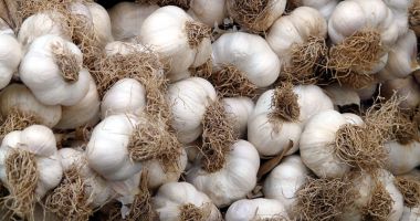 Stire din Economie : Usturoiul românesc pornește războiul împotriva usturoiului de import