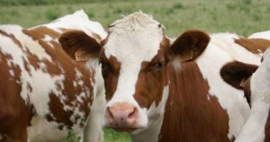 Stire din Economie : Cât lapte de vacă se mai colectează