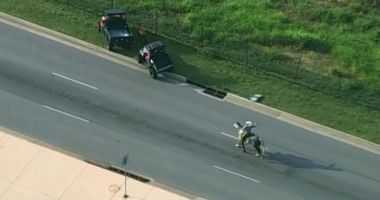 O vacă scăpată pe autostradă, printre mașini, a fost prinsă după o cursă dramatică de doi bărbați