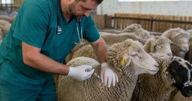 Începe campania de vaccinare împotriva Pestei Micilor Rumegătoare la Constanța și Tulcea
