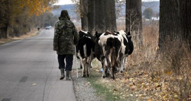 Stire din Economie : Amenzi pentru constănțenii care refuză să-și ducă la abator vacile bolnave