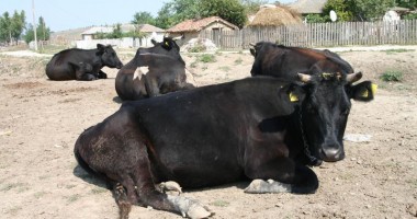 Stire din Economie : Care sunt normele de venit pentru impozitarea persoanelor fizice din agricultură