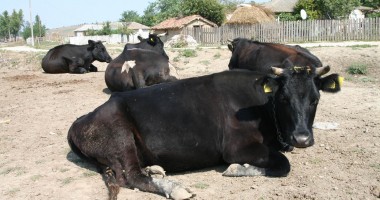 Stire din Economie : Crescătorii de bovine pot cere primele începând cu 17 septembrie. Banii, abia în martie 2014