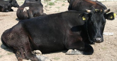 Stire din Economie : INS / Peste două milioane de bovine aveau românii, la 1 iunie