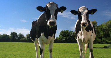Stire din Economie : Iată lista asociațiilor crescătorilor de bovine acreditate pentru determinarea calității genetice a raselor de animale