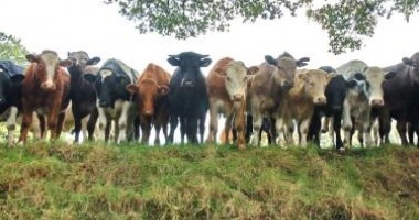 Stire din Economie : Cad amenzi peste constănțenii care refuză să-și ducă la abator vacile bolnave