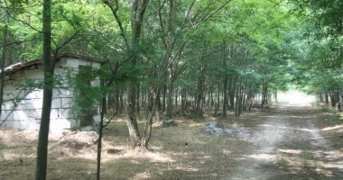 Stire din Economie : Doar 8,4% din fondul forestier al României se găsește în sud - estul țării