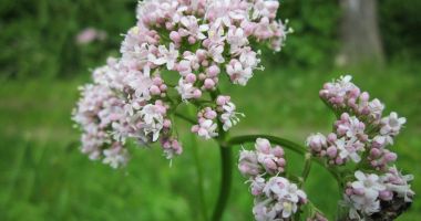Stire din Sănătate : Valeriana este recomandată pentru proprietățile sale sedative
