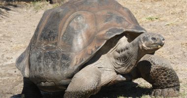 Stire din Actualitate : Anchetă în legătură cu o presupusă vânătoare de broaşte ţestoase în Insulele Galapagos