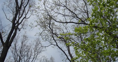 Stire din Social : Avertizare de vreme severă în trei județe. Vântul va sufla cu putere până la prânz