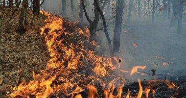 Stire din Eveniment : Incendiu de vegetaţie uscată. Flăcările au cuprins zece hectare de pădure