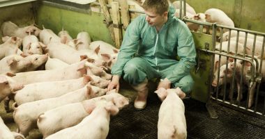 Stire din Economie : Veste bună pentru crescătorii de porci și păsări