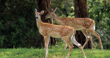Stire din Economie : Veste bună, fondul forestier național e în creștere!