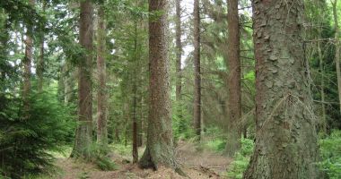 Veste bună, fondul forestier național e în creștere! - 2