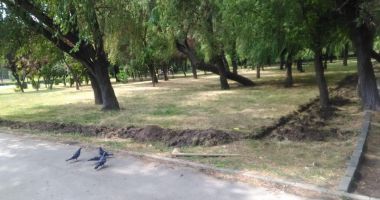 Stire din Social : Vești bune pentru iubitorii de animale din Constanța