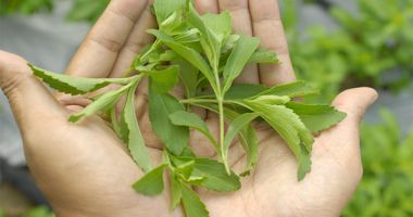 Stire din Social : Stevia, planta pentru diabetici, a fost adaptată și pentru clima României