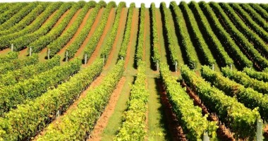 Stire din Economie : Ministerul Agriculturii vrea o suplimentare pentru programul de reconversie-replantare la vie