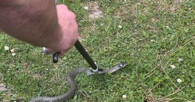 Stire din Eveniment : Jandarmii au intervenit după ce o viperă şi-a făcut apariţia în apropierea unei pensiuni
