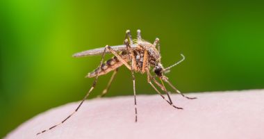 Virusul transmis de țânțari, încă prezent. Două decese, la Constanța