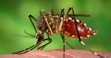 Stire din Sănătate : Virusul Zika ia amploare. Tot mai multe cazuri de infectare
