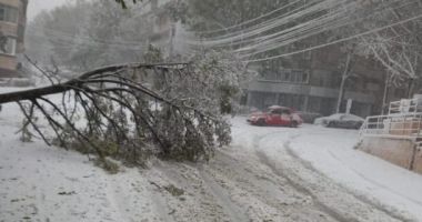 Stire din Social : Copacii înclinați din Constanța, tăiați înainte de a produce pagube