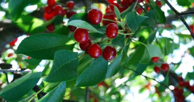 Stire din Diverse : Vișinele combat anemia