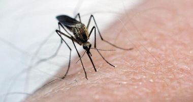 Mare atenție la virusul West Nile! Uneori, nu dă simptome