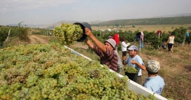 Stire din Economie : Viticultorii pot depune cererile  de plată până pe 30 noiembrie