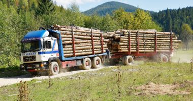 Stire din Social : Volumul de lemn exploatat a scăzut în 2021