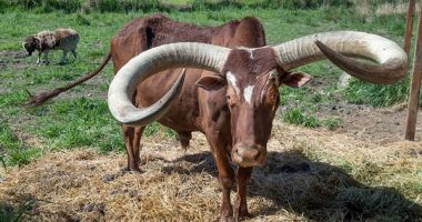 Vreau să mă asigur că știe că sunt taur!