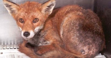 Stire din Social : O vulpe turbată a atacat animalele unei familii din Bărăganu