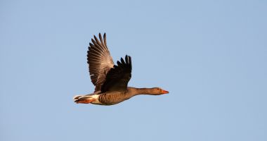 Vulpoiul, rățoiul şi ursul în avion
